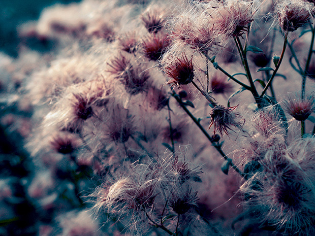 autumn-macro-small