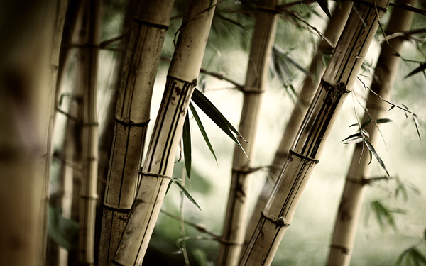 Green Bamboo Wallpaper