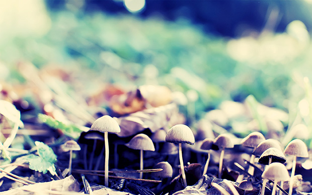 mushroom-wallpaper-small